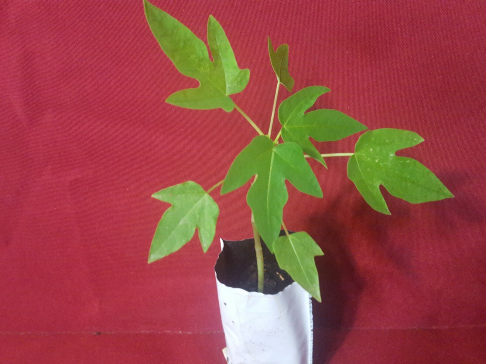 Business for Sale nursery online store